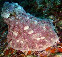 An�mona-nocturna � a esp�cie mais �encontrada� no desafio da fauna marinha