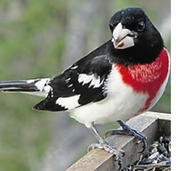 Aquecimento global encolhe aves na Am�rica do Norte