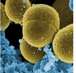 bacterias