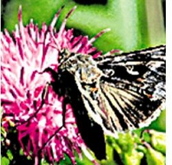 Insectos que viajam velozes a cavalo no vento