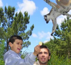 Badoca Safari Park abre Ilha dos L�mures aos visitantes e alerta para perigo de extin��o da esp�cie
