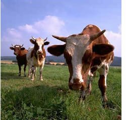 vacas