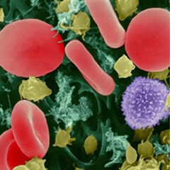 Cientistas descobrem que vitamina D � crucial contra as infec��es